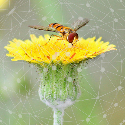 Introduction to Network Analysis and Modelling